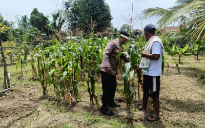 Dukung Ketahanan Pangan, Bhabinkamtibmas Pucang Sawit Sambangi Petani Jagung