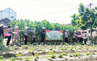 Polresta Surakarta Gelar Panen Raya Jagung Serentak Kuartal II bersama Presiden RI Secara Virtual diPoktan Sumber Berkah Banjarsari