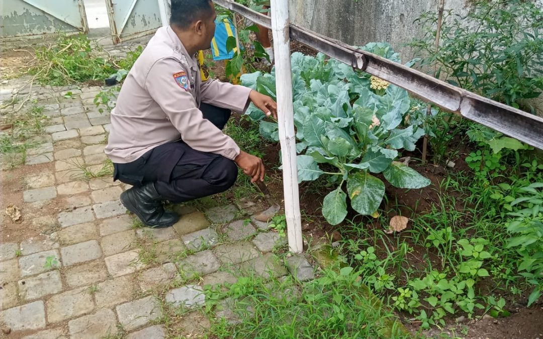 Dukung Ketahanan Pangan, Bhabinkamtibmas Kedung Lumbu Berikan Motivasi Petani Terong