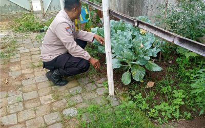 Dukung Ketahanan Pangan, Bhabinkamtibmas Kedung Lumbu Berikan Motivasi Petani Terong