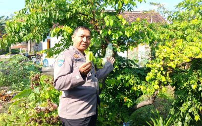 Bhabinkamtibmas Mangkubumen Pantau Ketahanan Pangan di Perkebunan Warga Turisari
