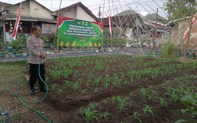 Dukung Ketahanan Pangan, Bhabinkamtibmas Joglo Laksanakan Perawatan Tanaman Jagung Hasil Penanaman Serentak