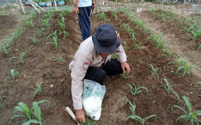 Bhabinkamtibmas Joglo Laksanakan Perawatan Tanaman Jagung Hasil Penanaman Serentak
