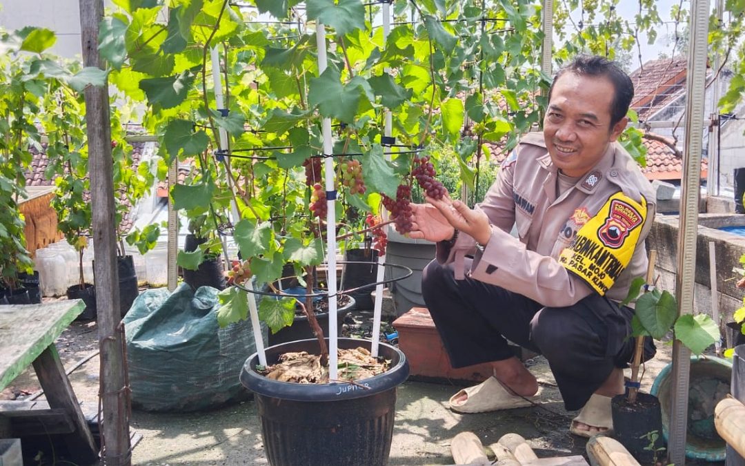 Dukung Ketahanan Pangan, Bhabinkamtibmas Mojo SambangWarga Pembudidaya Anggur