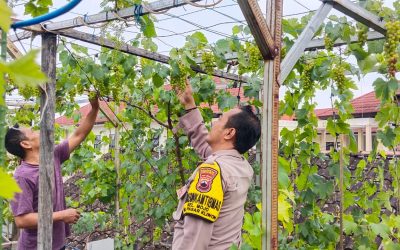 Dukung Ketahanan Pangan, Bhabinkamtibmas Mojo Berikan Motivasi Pembudidaya Anggur