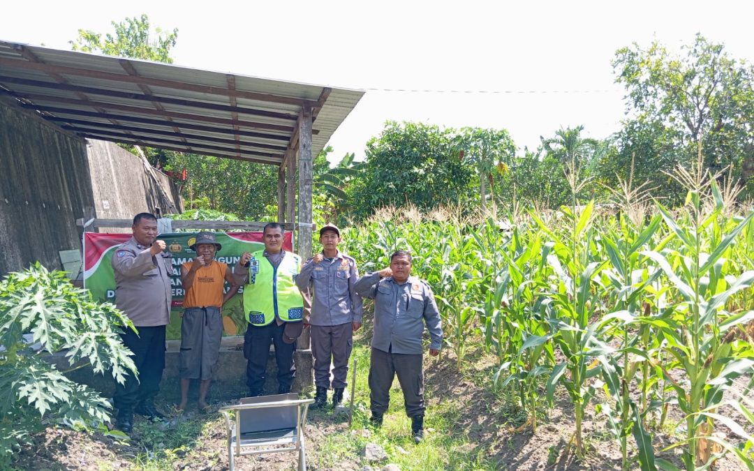 Dukung Ketahanan Pangan, Bhabinkamtibmas Sangkrah dan Kanit Binmas Polsek Pasar Kliwon Tanam Jagung di Lahan Perhutanan Sosial