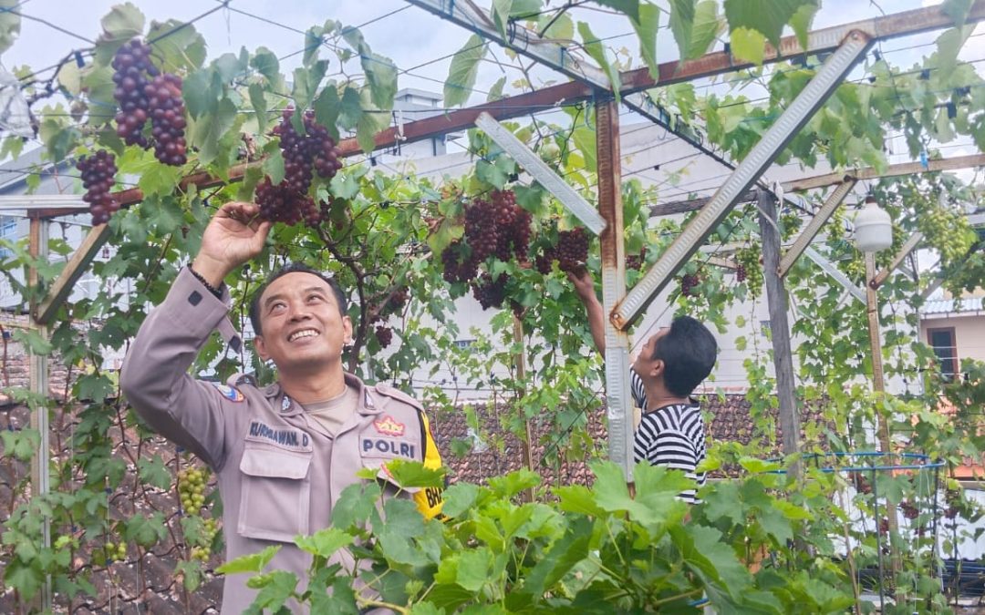 Bhabinkamtibmas Mojo Sambangi Sekaligus Sharing Dengan Pembudidaya Buah Anggur