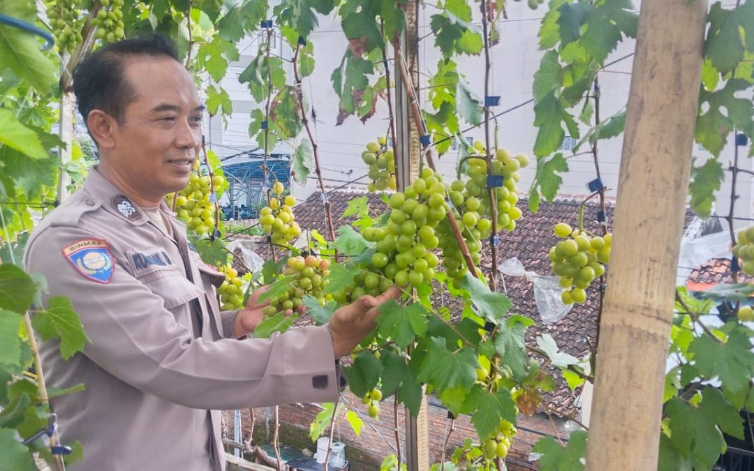 Dukung Ketahanan Pangan, Bhabinkamtibmas Mojo Sambangi Pembudidaya Buah Anggur