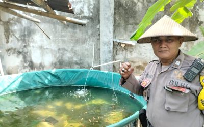 Bhabinkamtibmas Sangkrah Sambangi Kolam Ikan Nila dan Kebun Warga, Dukung Ketahanan Pangan