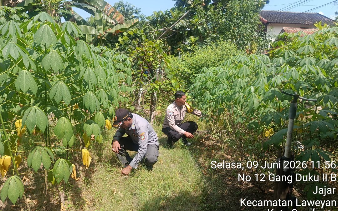 Bhabinkamtibmas Jajar Bersama Linmas Cek Perkembangan Tanaman Ketahanan Pangan KWT