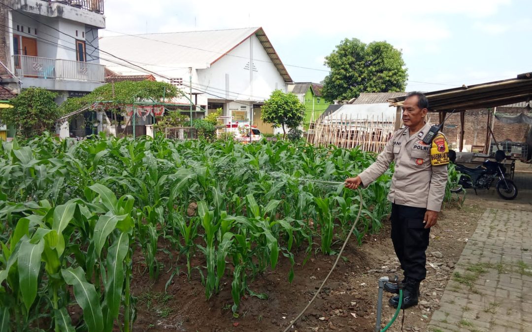 Bhabinkamtibmas Joglo Bersama Poktan Sumber Berkah Rawat Tanaman Jagung dan Budidaya Lele Dukung Ketahanan Pangan