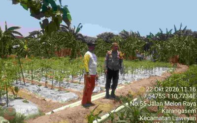 Dukung Ketahanan Pangan, Bhabinkamtibmas Karangasem Sambangi Petani Cabai dan Jagung Manis di Tengah Sawah